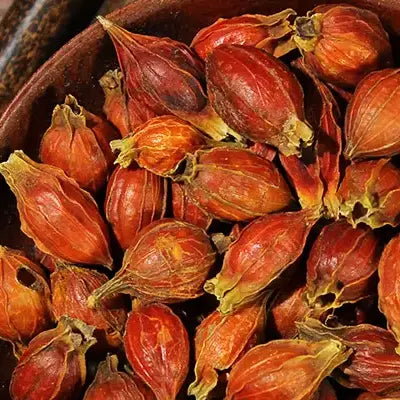 Dried reddish-brown Gardenia fruits in herb tea for detox supporting detoxification processes