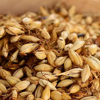 Pile of golden malted barley for colon cleansing tea with tangerine peel in traditional Chinese medicine