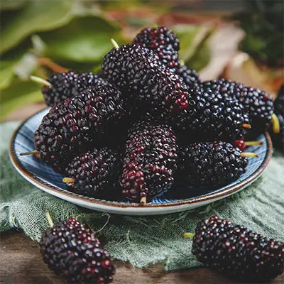 Pile of dark purple mulberries for kidney health and renal protection herbal tea