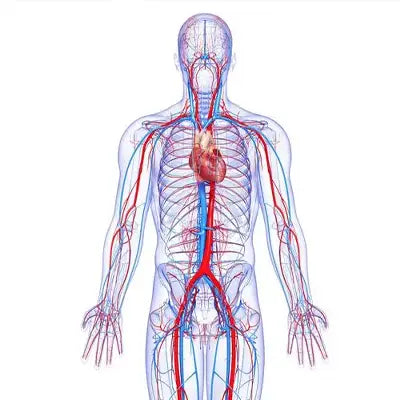 Human circulatory system illustration supporting detoxification in herbal tea with tangerine peel