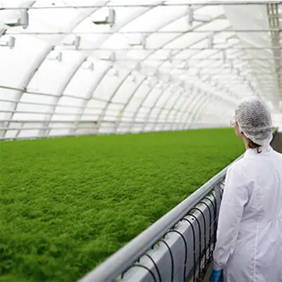 Indoor crop cultivation for kidney health and renal protection in herbal tea production