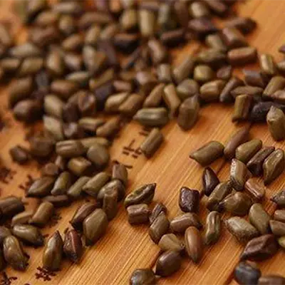 Brown oblong seeds in Liver Tea Vital Tea for liver detox and reducing abdominal fat