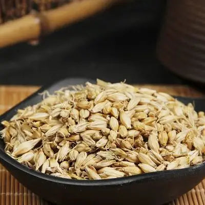 Pile of dried barley grains for herbal tea supporting detox and expulsion processes