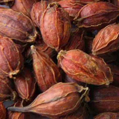 Dried reddish-brown Poria Cocos fruit pods for herbal tea with antioxidant properties