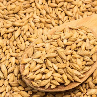 Pile of golden barley grains for Slimming Tea promoting intestinal motility during golden hour